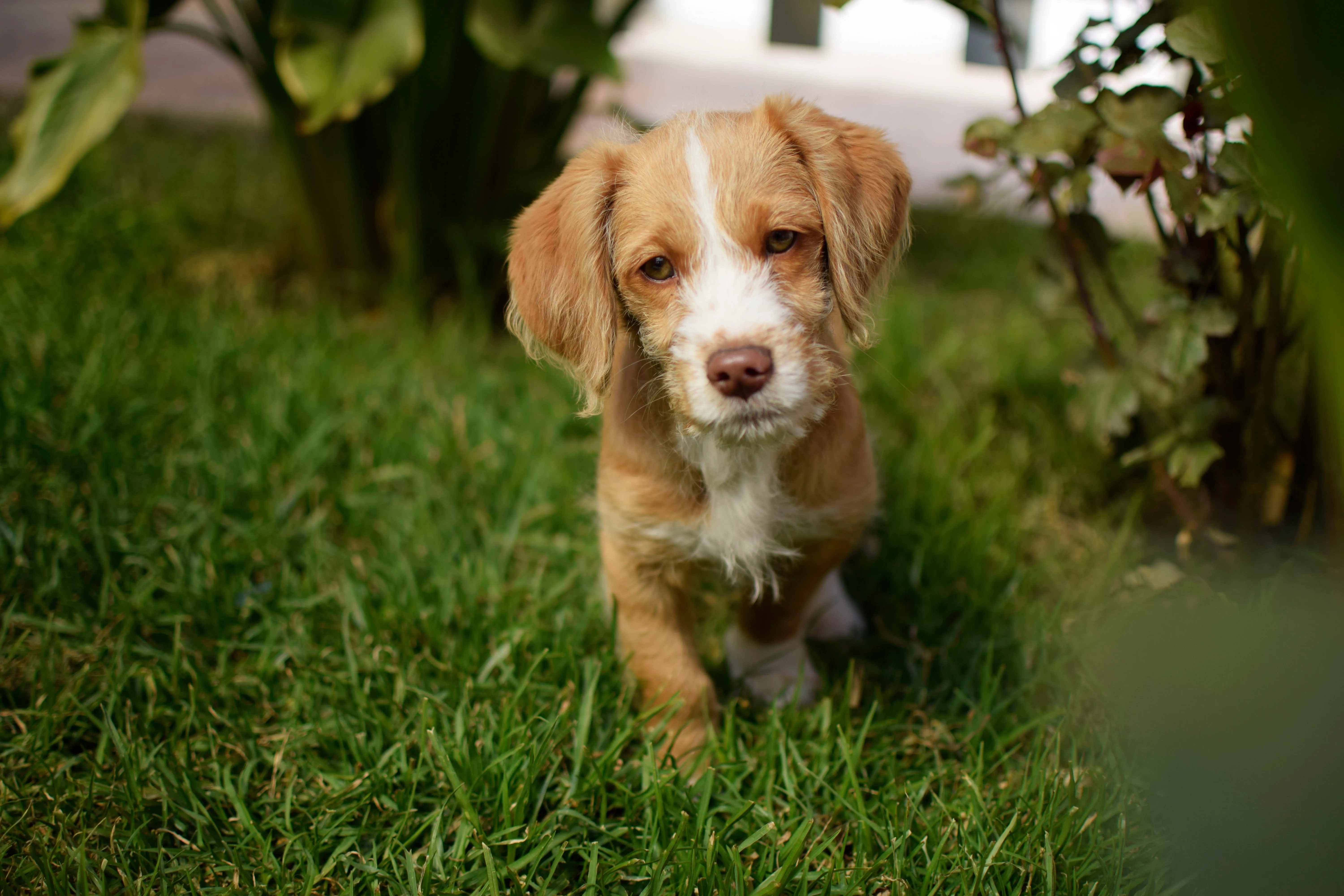 Fotografía de cachorro en exterior con luz suave y mucho aire.