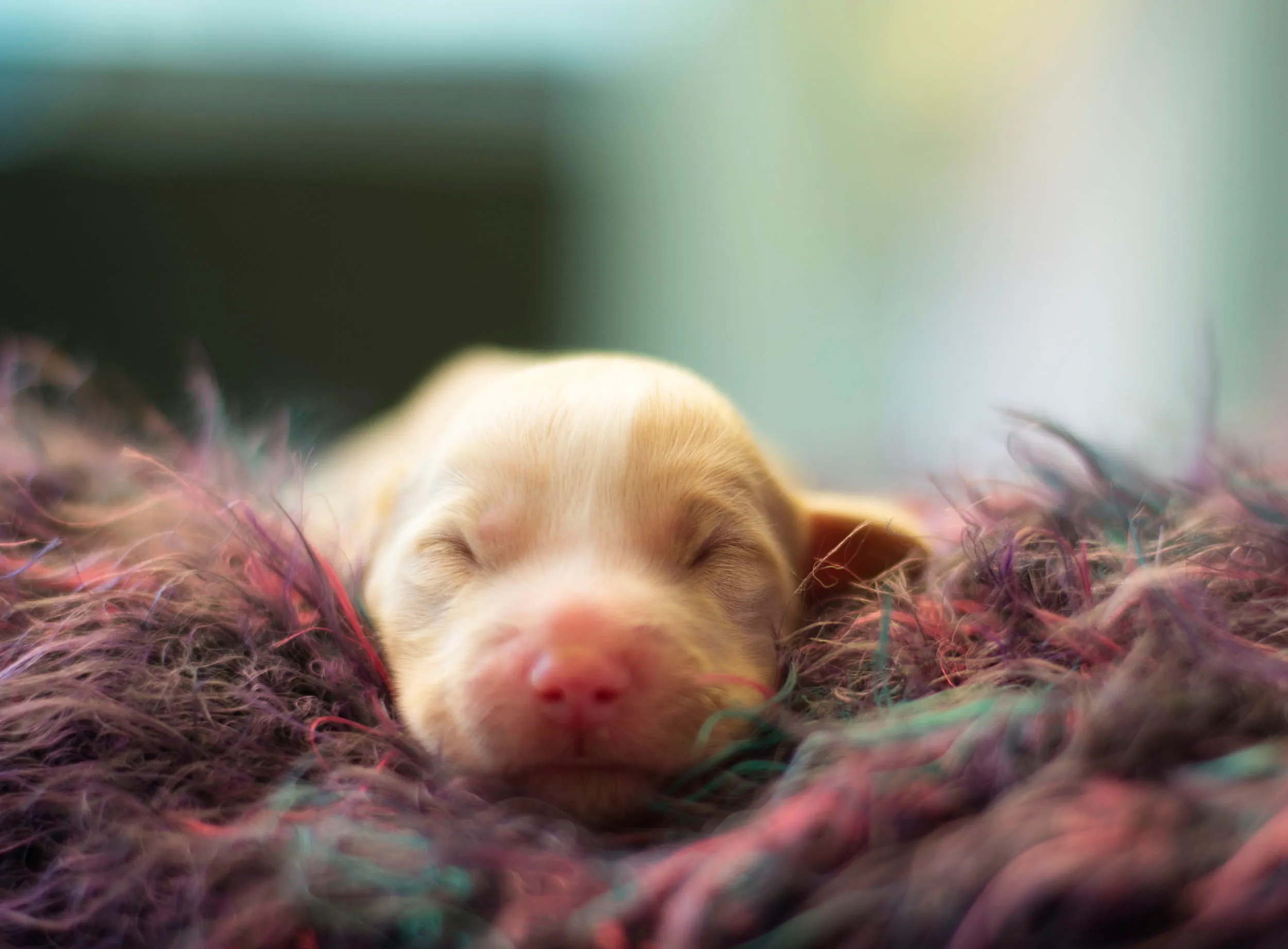Retrato de cachorro con mirada atenta y fondo limpio.