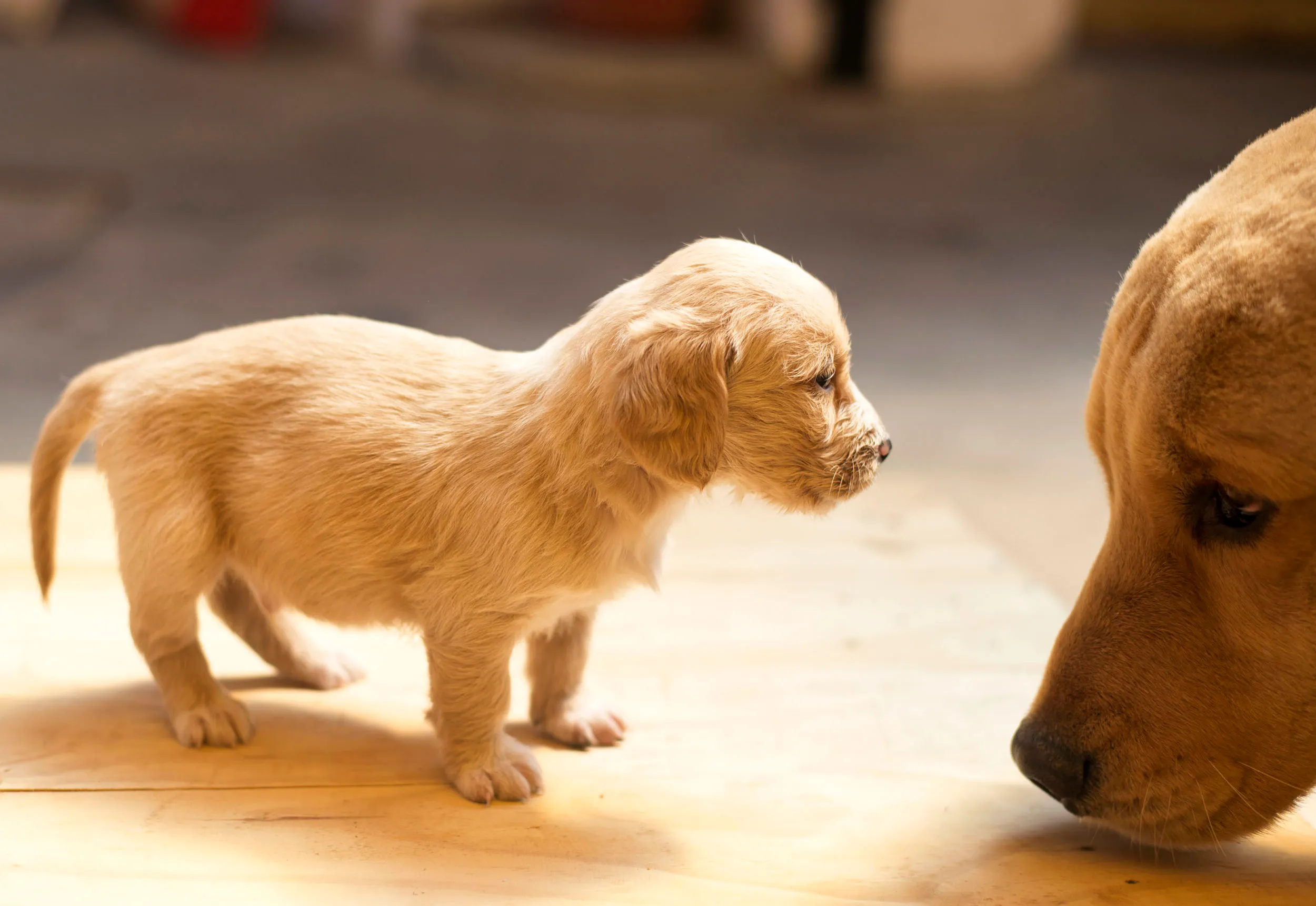 Escena de cachorro en movimiento con luz natural.