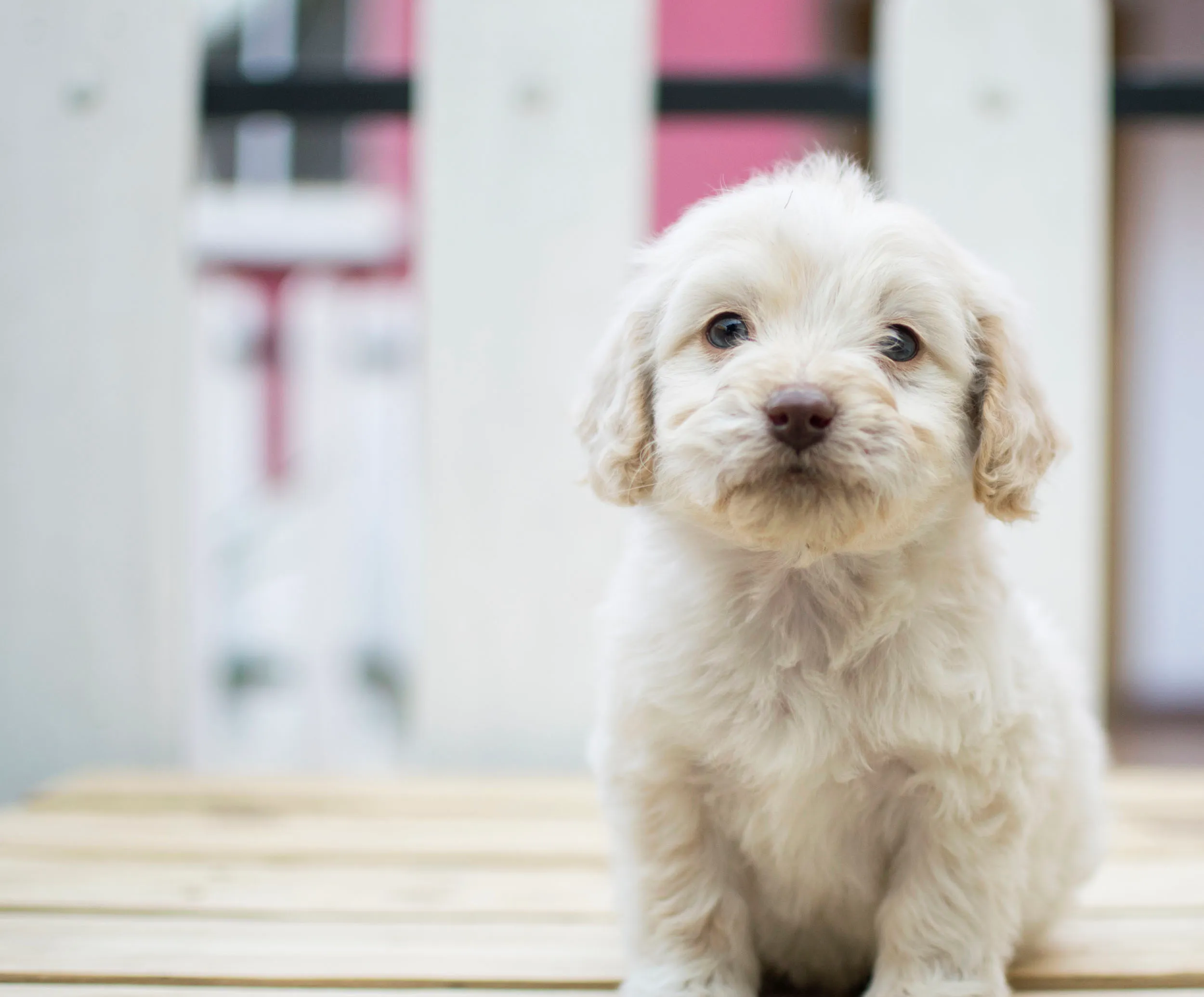 Cachorro en encuadre cercano con fondo desenfocado.